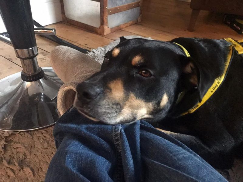 Mr Tubbs | Terrier (Staffordshire Bull) Cross | Evesham (Worcestershire) - 6
