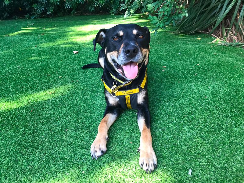 Mr Tubbs | Terrier (Staffordshire Bull) Cross | Evesham (Worcestershire) - 3
