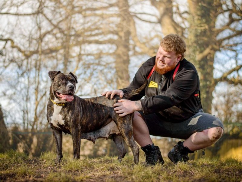 Staffordshire Bull Terrier for adoption in Kenilworth, Warwickshire – 2 years old - Image 3 of 5