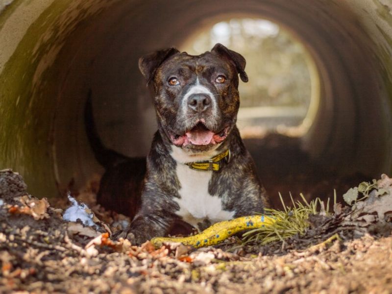 Staffordshire Bull Terrier for adoption in Kenilworth, Warks – 2 years old