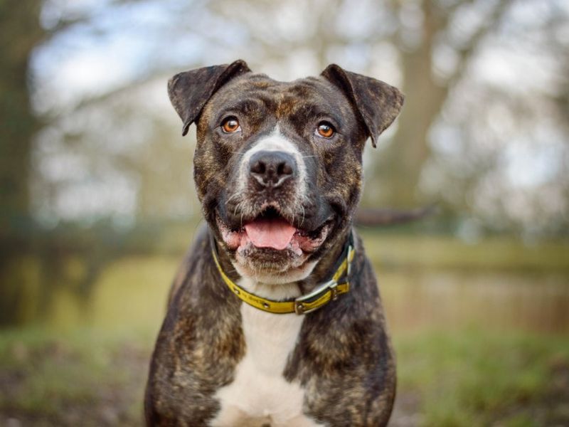Staffordshire Bull Terrier for adoption in Kenilworth, Warwickshire – 2 years old - Image 2 of 5