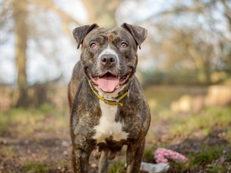 Staffordshire Bull Terrier for adoption in Kenilworth, Warwickshire – 2 years old - Image 4 of 5