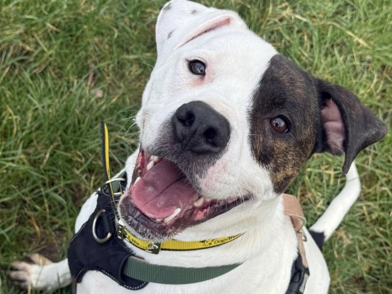 Dixie and Jax - Image 4 of 6