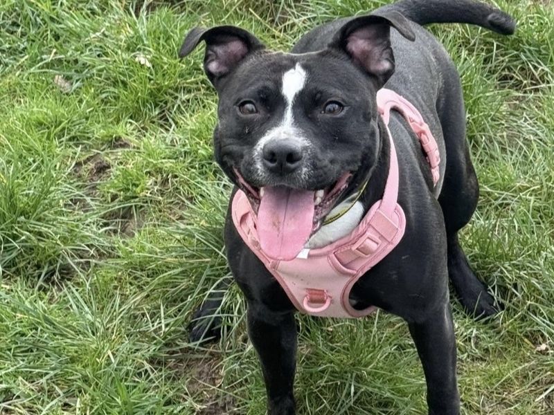 Dixie and Jax - Image 3 of 6