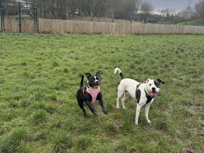 Staffordshire Bull Terrier Dogs And Puppies For Adoption