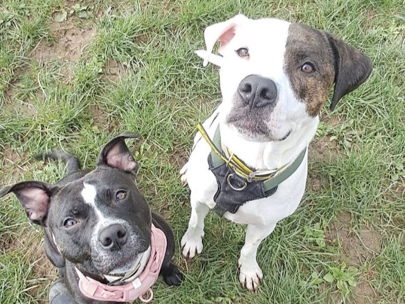 Dixie and Jax - Image 6 of 6