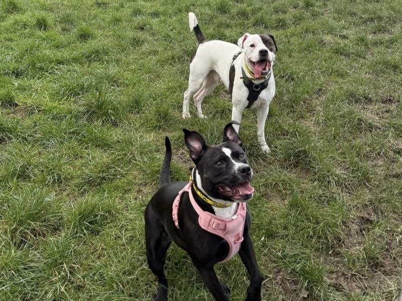 Dixie and Jax - Image 5 of 6