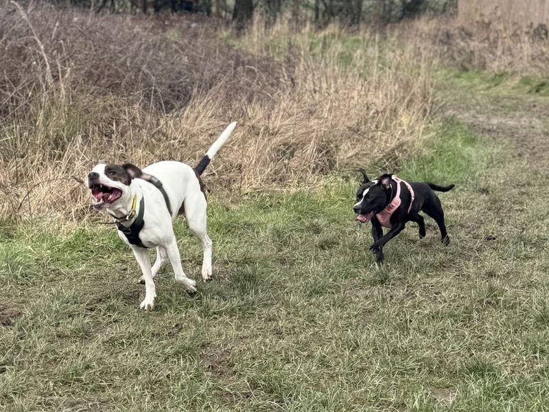 Dixie and Jax - Image 2 of 6