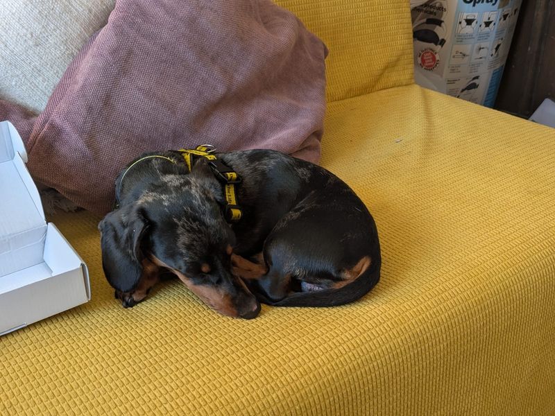 Dachshund Dogs And Puppies For Adoption