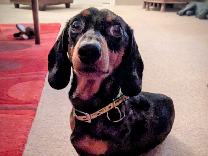 Dachshund for adoption in Telford, Shropshire – 2 years old - Image 3 of 3