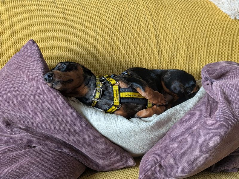 Dachshund for adoption in Telford, Shropshire – 2 years old - Image 2 of 3