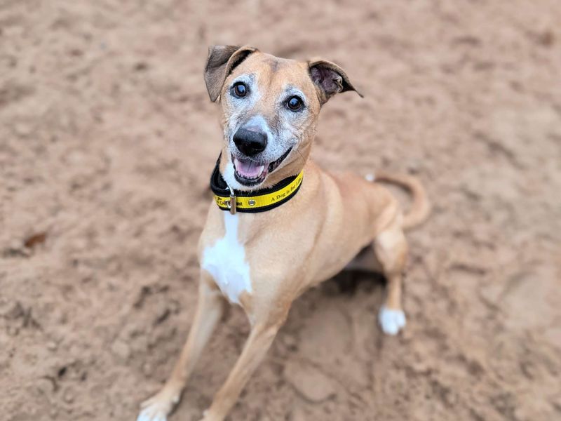 Weasel - Image 3 of 5