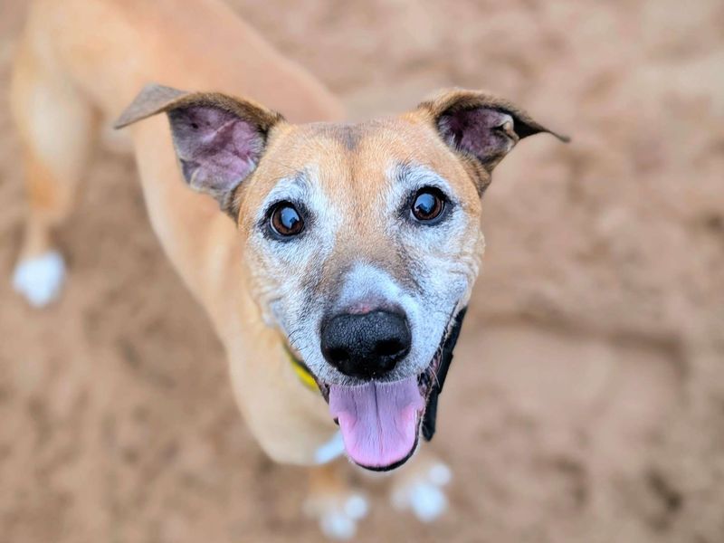 Staffordshire Bull Terrier for adoption in Cardiff, Glamorgan – 11 years old