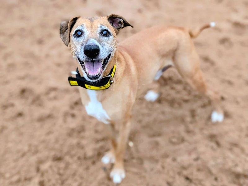 Weasel - Image 4 of 5