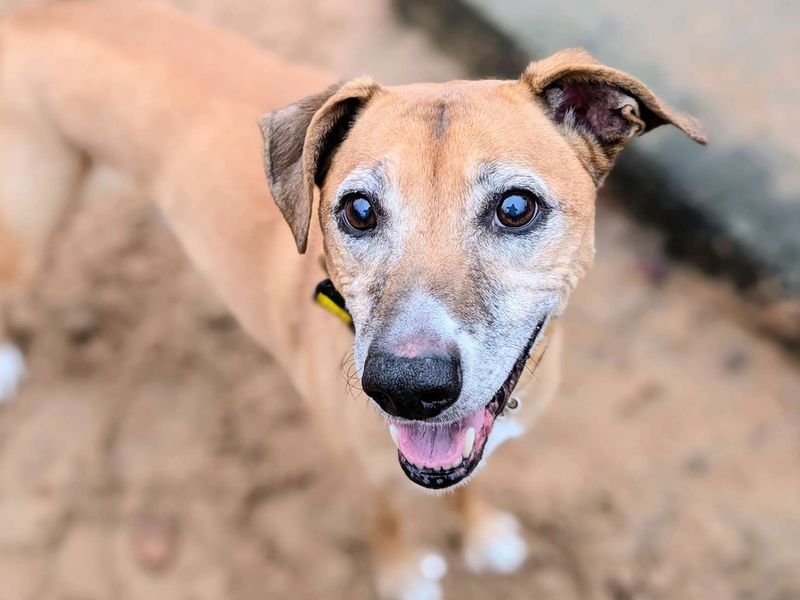 undefined | Whippet Cross | undefined - 7