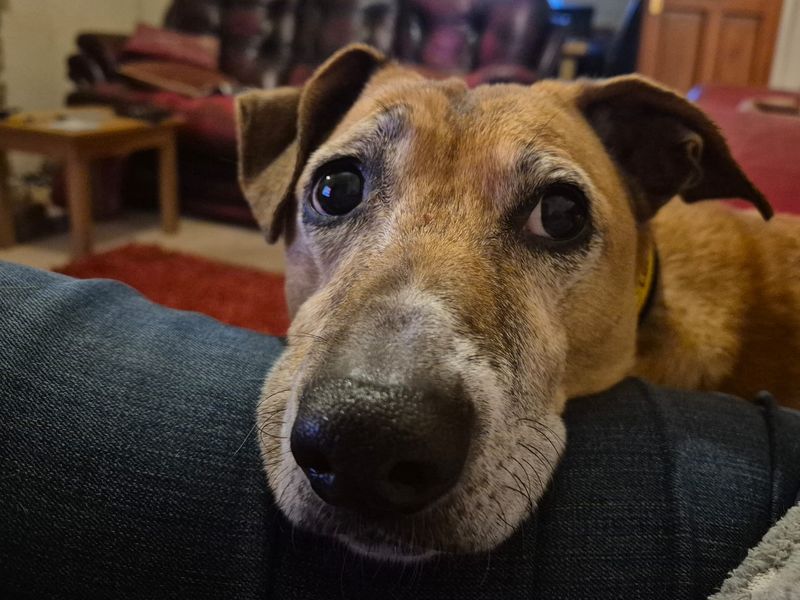 undefined | Whippet Cross | undefined - 12