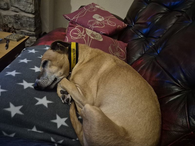 Weasel, a 8 years old male Whippet available for adoption from Dogs Trust in Splott, Wales