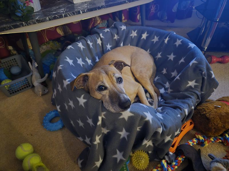 undefined | Whippet Cross | undefined - 6