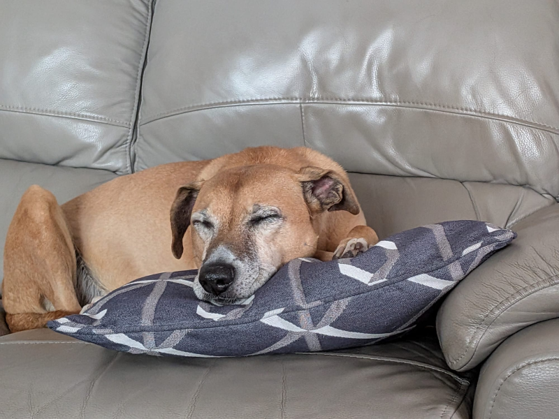 undefined | Whippet Cross | undefined - 5