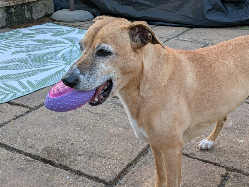 undefined | Whippet Cross | undefined - 3