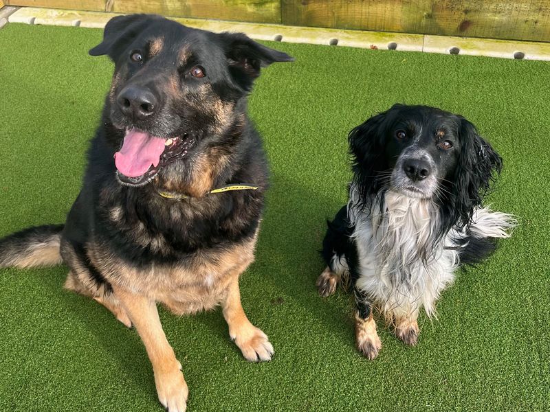 Brodie, a 4 years old male Unknown available for adoption from Dogs Trust in Ballymena, Northern Ireland