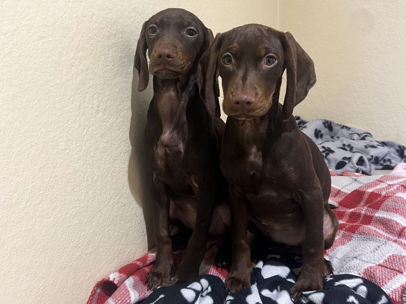 Haggis, a 2 months old male Hungarian Vizsla available for adoption from Dogs Trust in Ballymena, Northern Ireland