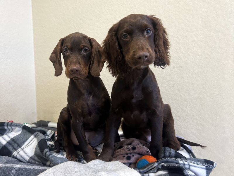 Cocker Spaniel for adoption in Ballymena, County Antrim – 3 months old - Image 2 of 2