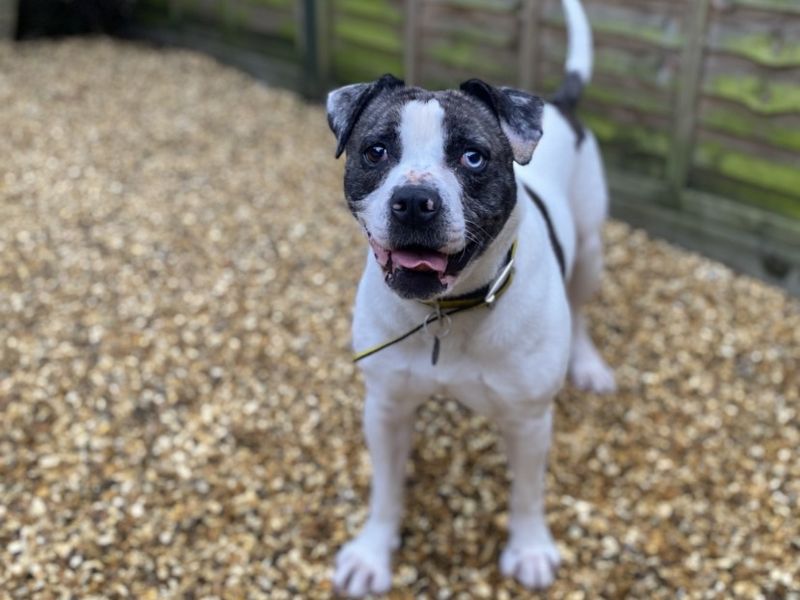 Ziggy - Image 2 of 4