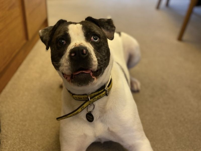 Ziggy | Boxer Cross | Shrewsbury (Shropshire) - 1