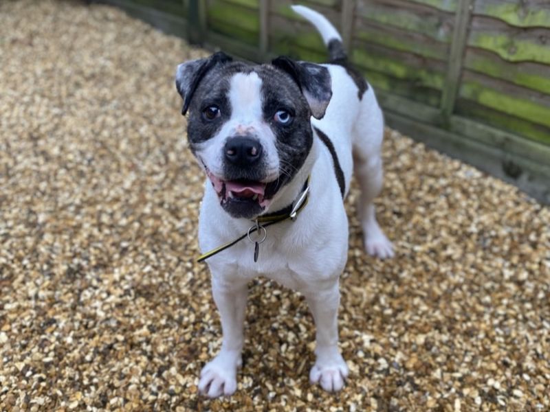 Ziggy - Image 4 of 4