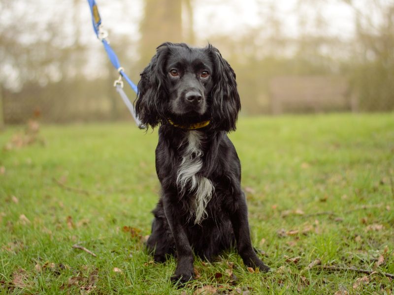 Cooper, a 2 years old male Cocker Spaniel available for adoption from Dogs Trust in Kenilworth, Warwickshire