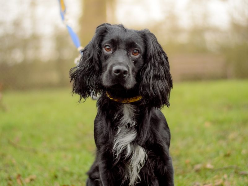 undefined | Spaniel (Cocker) | undefined - 2