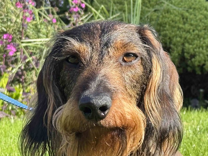 Baku | Dachshund (Wire Haired) | Salisbury (Wiltshire) - 1