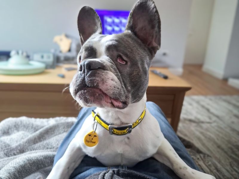 Lola | French Bulldog | Basildon (Essex) - 1