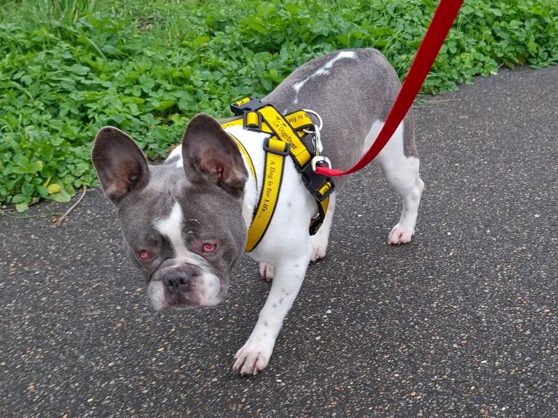 undefined | French Bulldog | undefined - 3