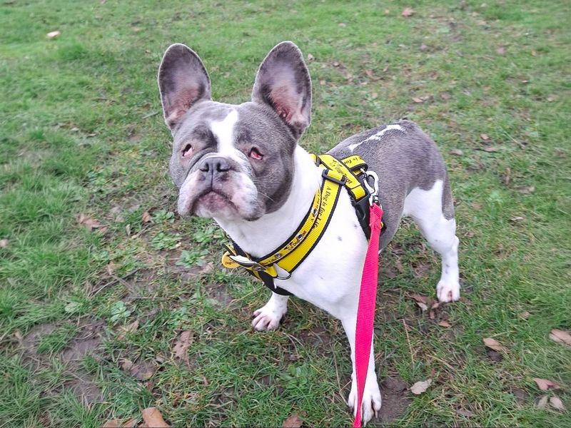 undefined | French Bulldog | undefined - 5