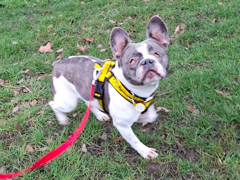 undefined | French Bulldog | undefined - 6