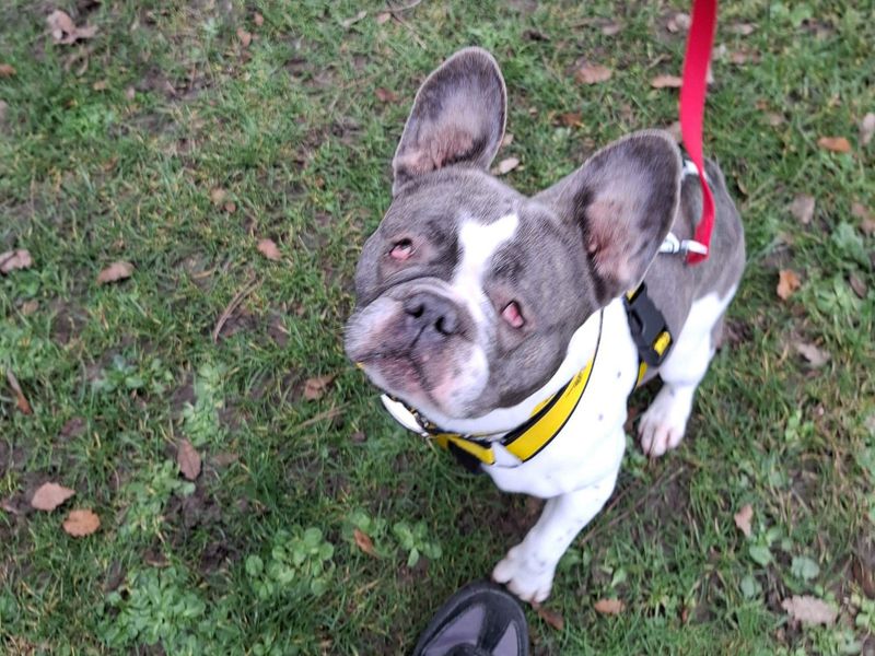 undefined | French Bulldog | undefined - 4
