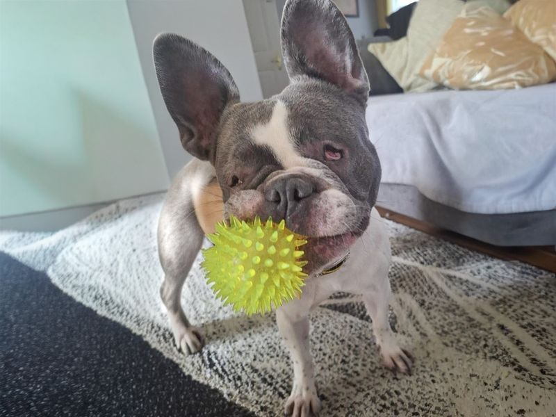 undefined | French Bulldog | undefined - 7