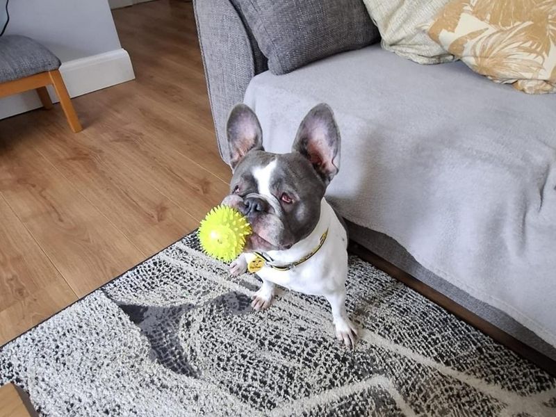 undefined | French Bulldog | undefined - 8