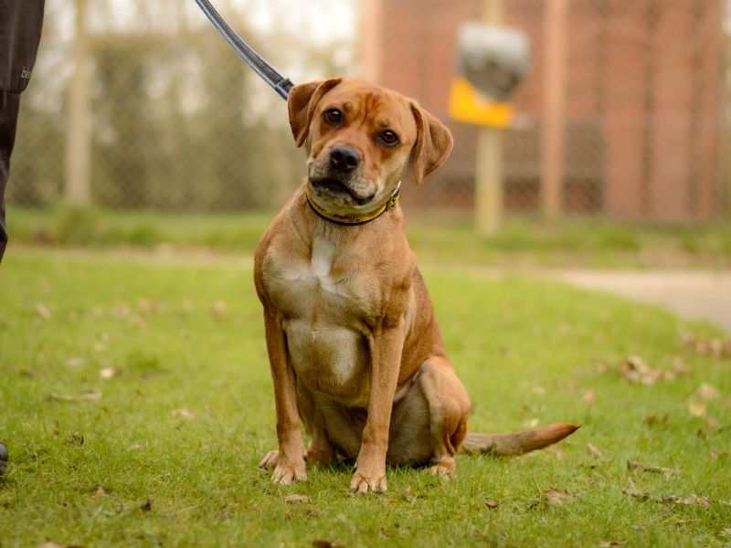 Polly - Image 2 of 4