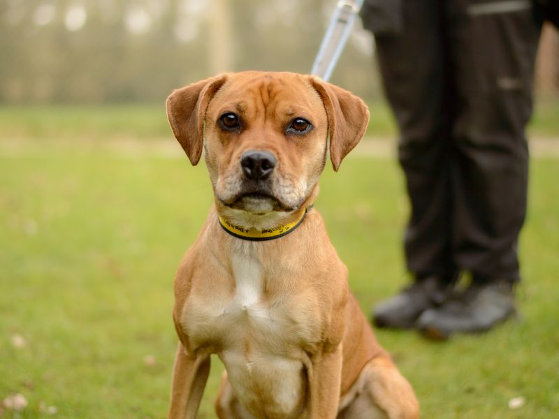 Polly - Image 3 of 4