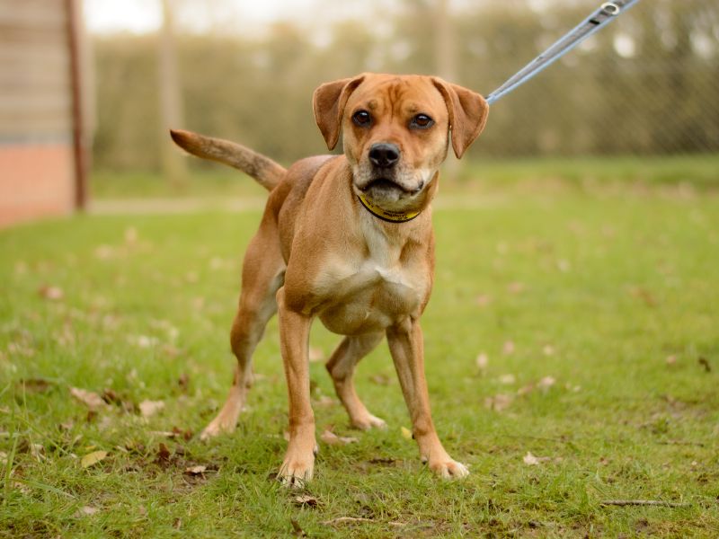 Polly - Image 4 of 4