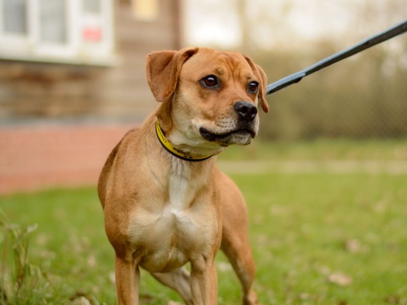 Polly | Beagle Cross | Kenilworth (West Midlands) - 1