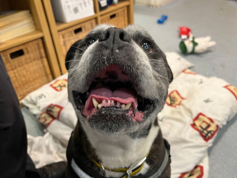 Bella | Bulldog Cross | Merseyside (Liverpool) - 1