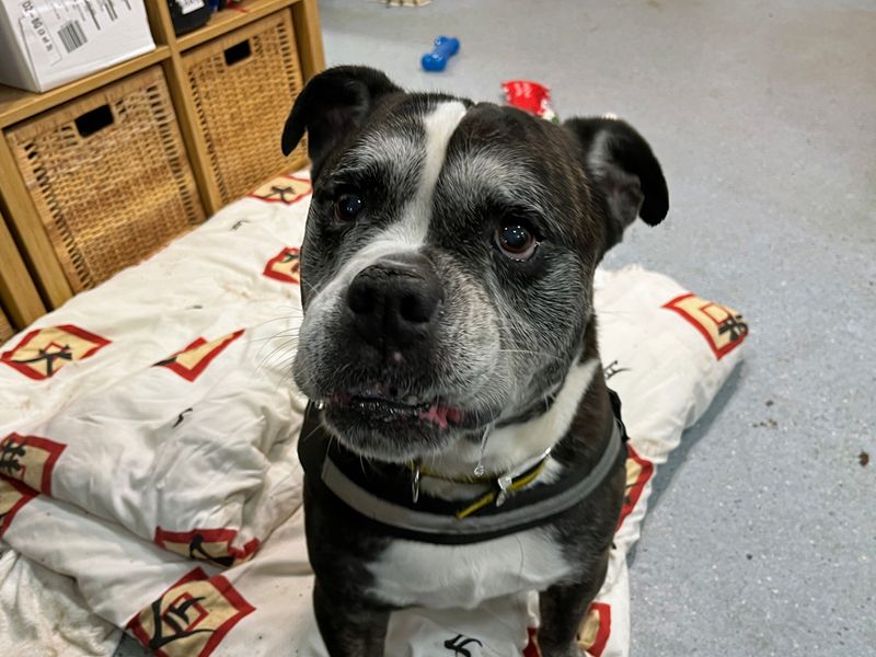 English Bulldog for adoption in Liverpool, Merseyside – 10 years old - Image 3 of 4