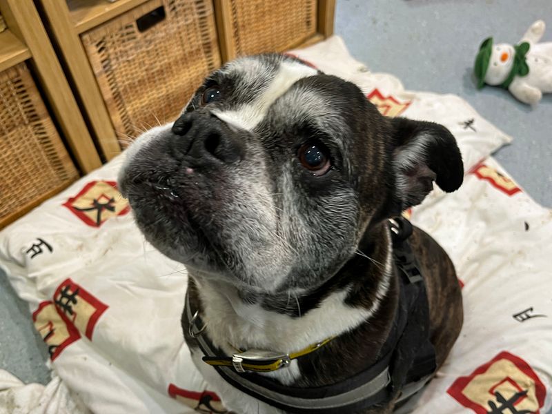 English Bulldog for adoption in Liverpool, Merseyside – 10 years old - Image 2 of 4