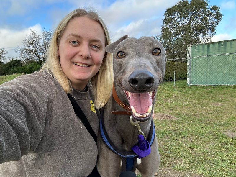 undefined | Greyhound | undefined - 12