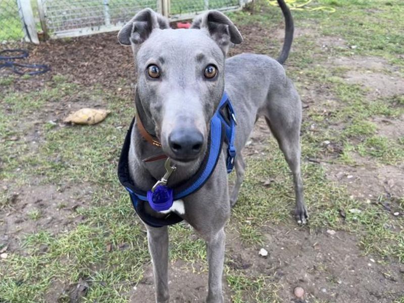 Greyhound Dogs And Puppies For Adoption