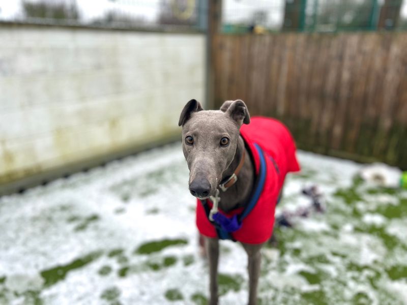 Dec, a 4 years old male Greyhound available for adoption from Dogs Trust in Snetterton, Norfolk